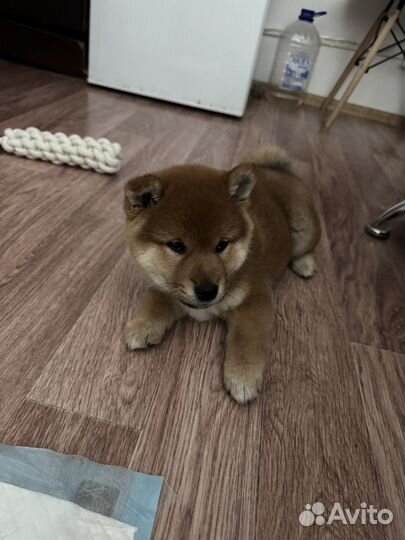 Собака сиба ину