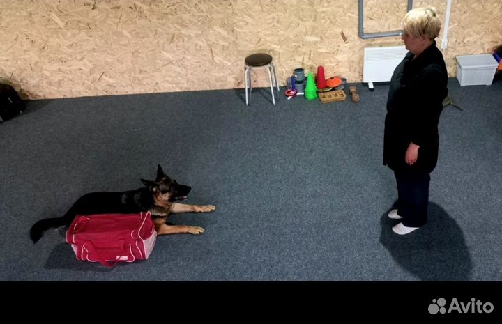 Кинолог(дрессировка собак)