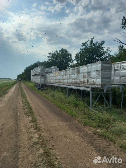 Опыление пчелами