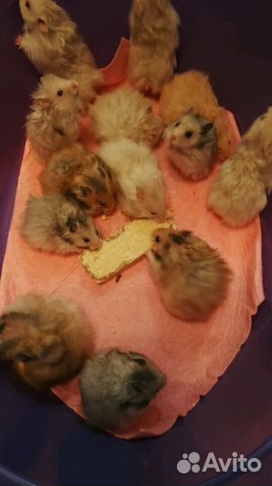 Сирийские д/ш хомячки (есть клетки, доставка)