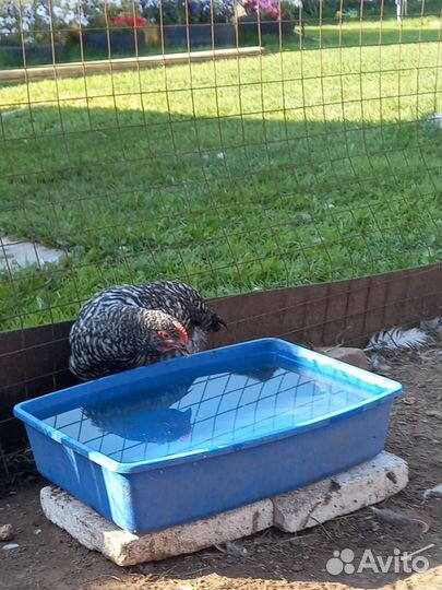 Петушки на племя