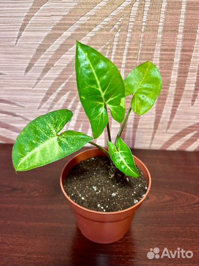 Сингониум Панда, толстянка, фиалка