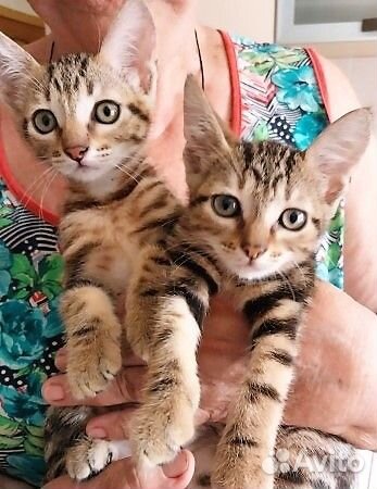 Девчушка ищет свой дом