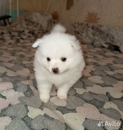 Щенки шпица