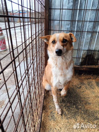 Собака в добрые руки отдам бесплатно