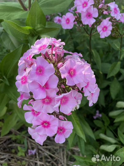 Цветы садовые