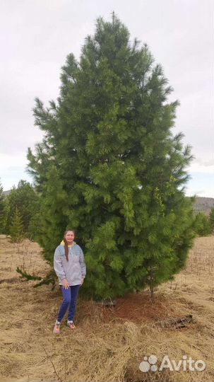 Саженцы кедра,крупномеры