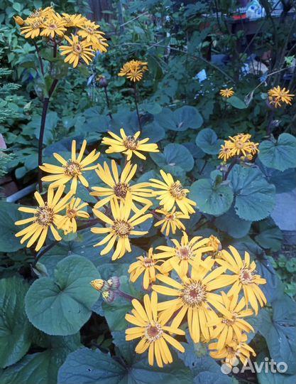 Гортензия крупнолистная и др.многолетники