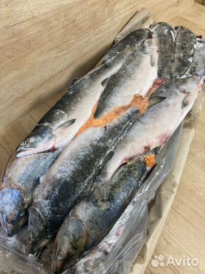 Рыба Лосось Нерка Горбуша Кижуч