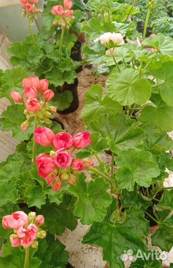 Герань тюльпановидная. Пеларгония тюльпановидная