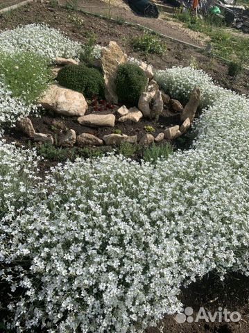 Ясколка(борец с сорняками) Сантолина,Барвинок