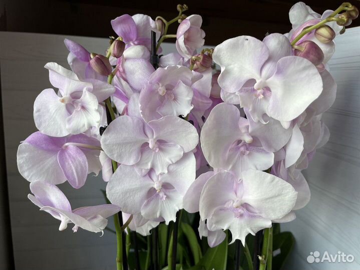 Сортовые орхидеи