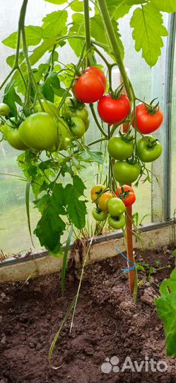 Семена томатов набор 10 сортов+перец подарок