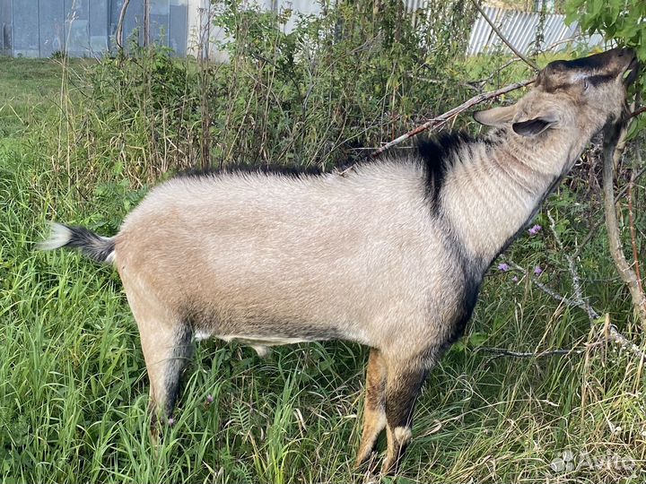 Козел альпийский