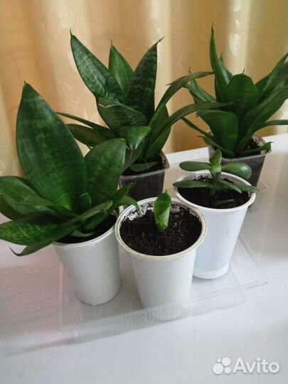 Сансевиерия Ханни и денежное дерево(толстянка)