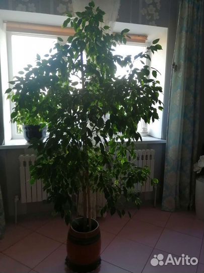 Бенджамина