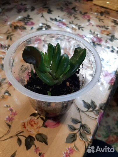 Суккуленты