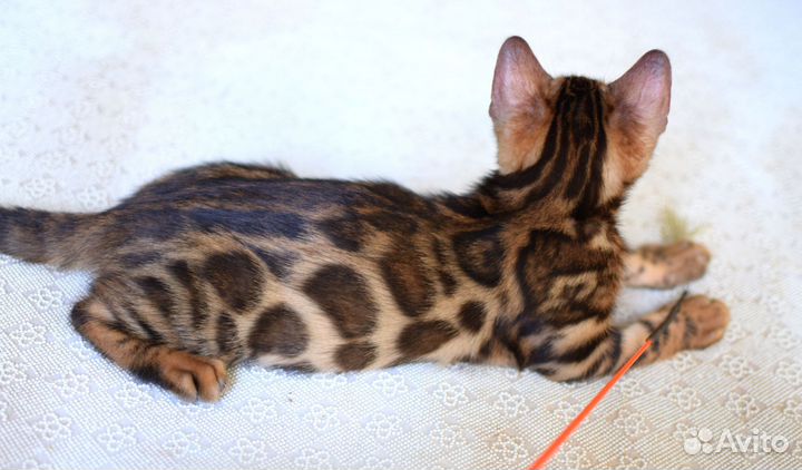 Красное золото мальчик