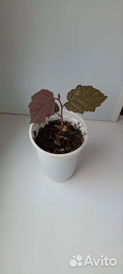 Орех фундук краснолистный и зелёный