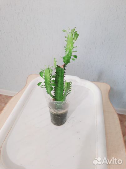 Кактус молочай трехгранный