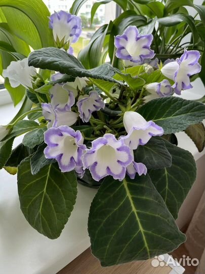 Глоксиния корешки