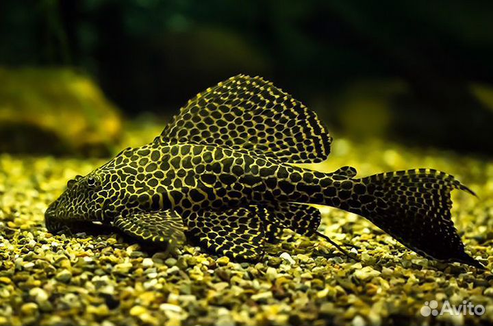 Аквариум 150 литров