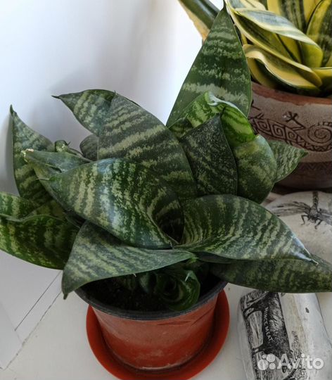 Сансевиерии