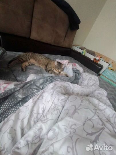 Кошка в дар бесплатно