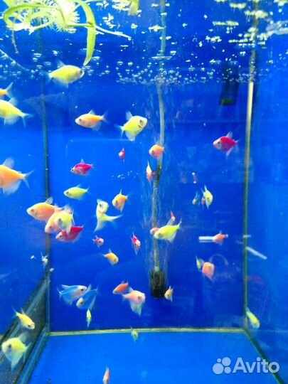 Аквариумистика