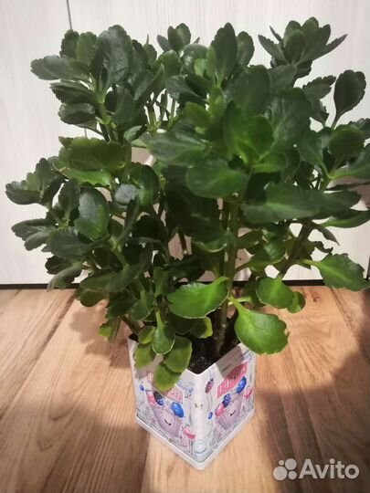 Каланхоэ цветущий