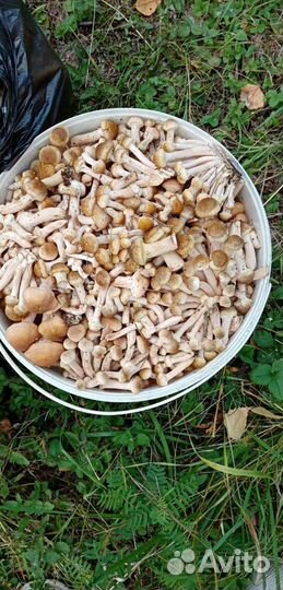 Грибы опята