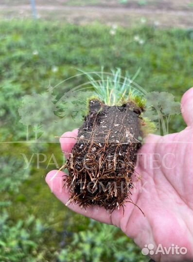 Горная сосна Мугус сеянцы зкс для лесовосстановлен