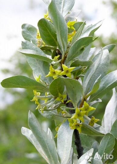 Лох серебристый саженцы