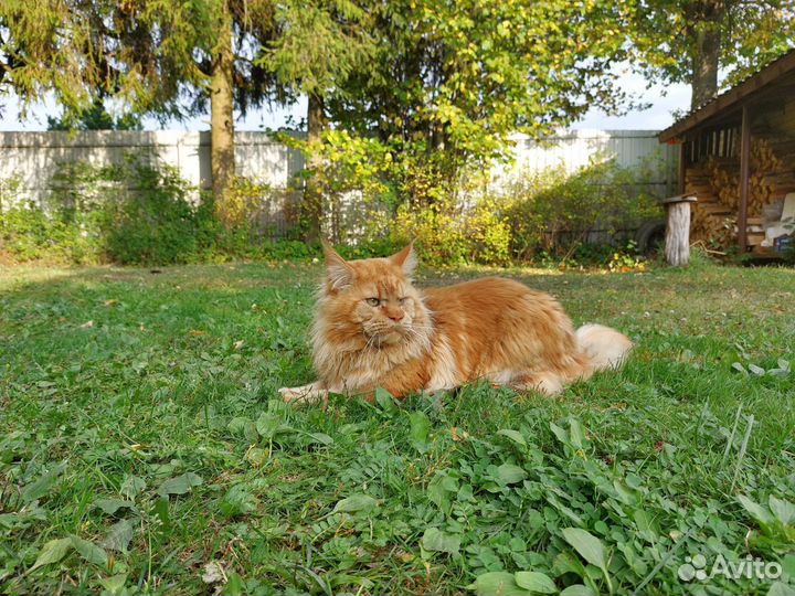 Кот мейн-кун полидакт вязка