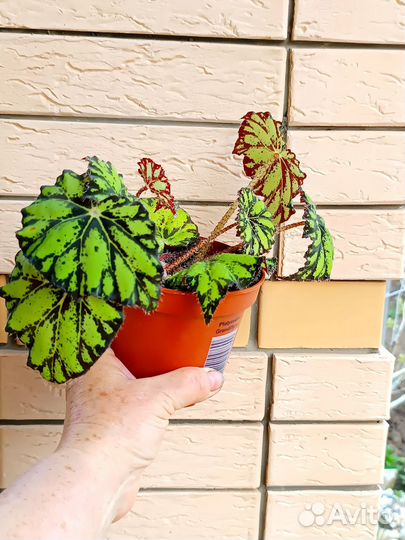 Консул хоббит, Бегония тигровая