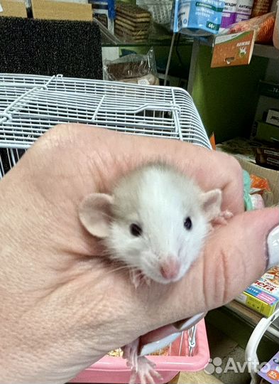 Крыса дамбо крысята