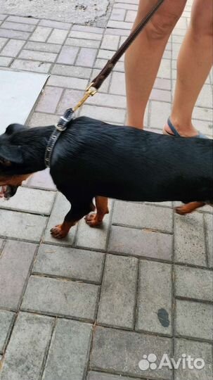 Щенки ягдтерьера потерялся