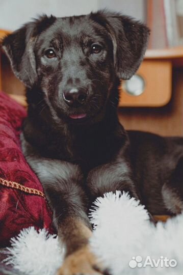 Собака в добрые руки