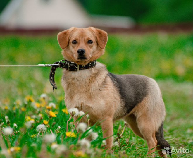 Виски и Кола - небольшие добрые собачки дар