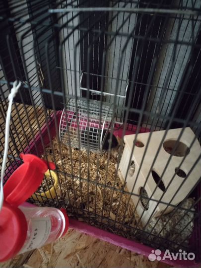 Клетка в месте с хомяком