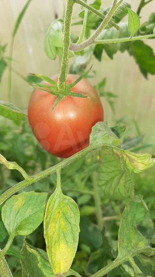 Дача 50 м² на участке 8,6 сот.