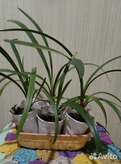 Гиппеаструм оранжевый. Лилия. Детки