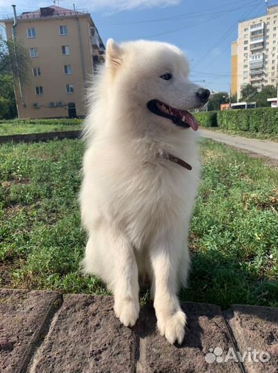 Вязка самоеда