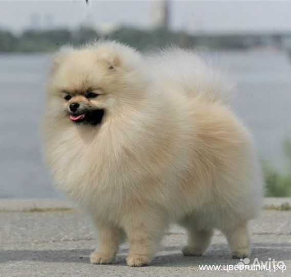 Померанский шпиц (цвергшпиц) кобель для вязки