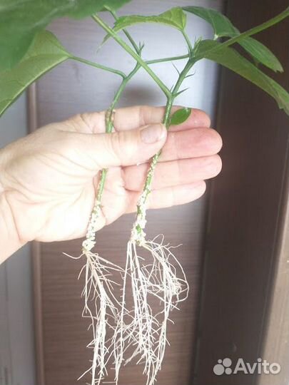 Комнатные растения