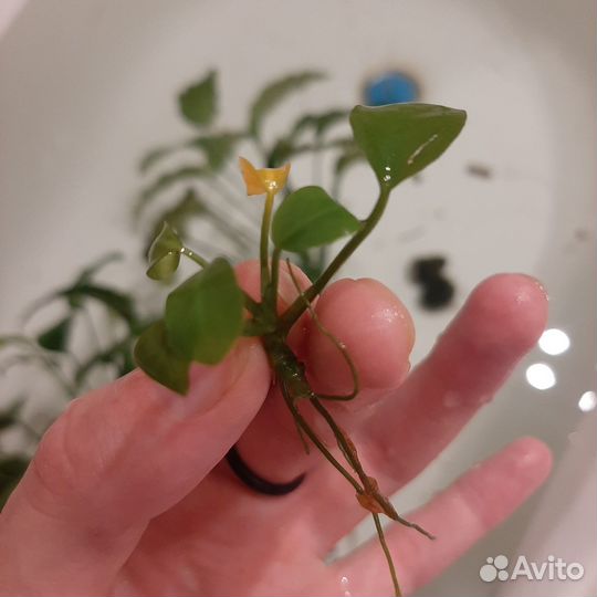 Водоросли для аквариума