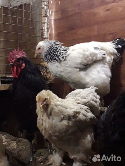 Инкубационное яйцо, цыплята под заказ