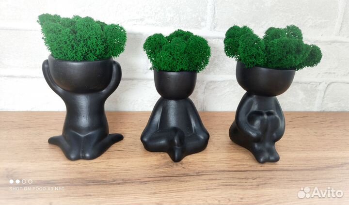 Стабилизированный мох в гипсовом кашпо