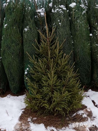 Ель новогодняя