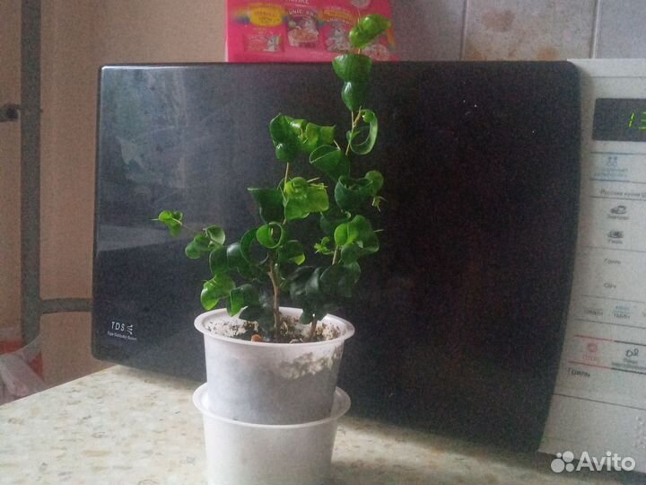 Фикус барок